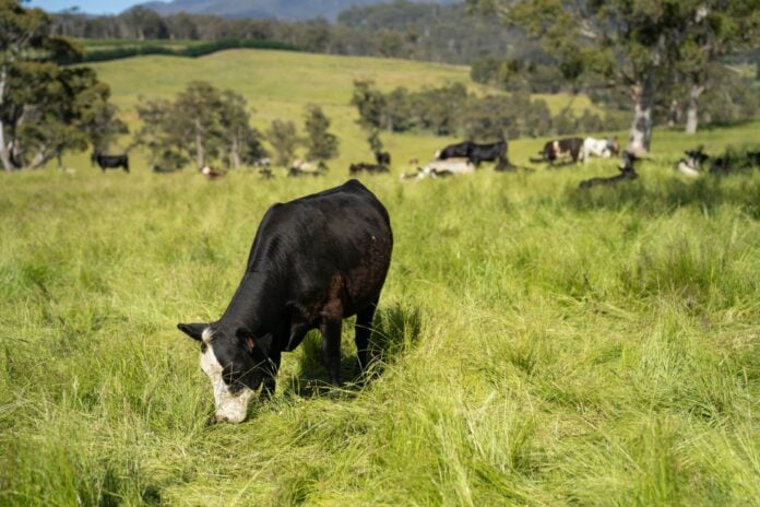 Αγροτικές επιδοτήσεις: Η ανακατανομή των βοσκοτόπων στην Κρήτη στο επίκεντρο