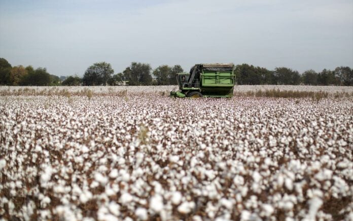 Βαμβάκι: Πρωταθλήτρια η Ελλάδα στην Ευρώπη – Χαρακτηρίζεται ως υψηλής ποιότητας