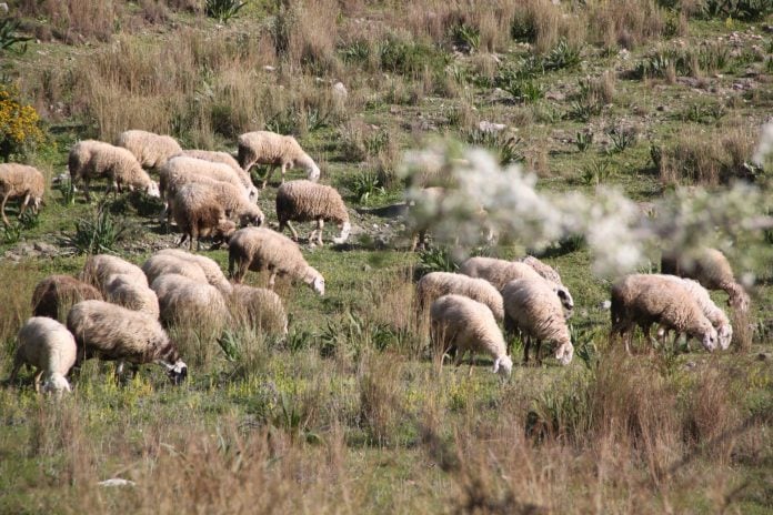 Δ. Μόσχος (Σύνδεσμος Ελληνικής Κτηνοτροφίας): Το πρόβλημα δεν είναι μόνο οι επιδοτήσεις – Το κόστος παραγωγής έχει ξεφύγει