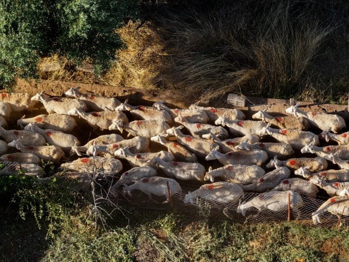 Ευλογιά προβάτων: Νέες πληρωμές 12,2 εκατ. ευρώ σε περιφέρειες-κτηνοτρόφους για τα θανατωθέντα ζώα