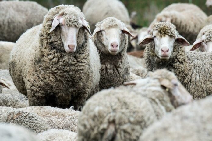 Ευλογιά των προβάτων: Ο ρόλος κυνηγιού και ζωοτροφών στην εξάπλωση της ασθένειας, επί τάπητος