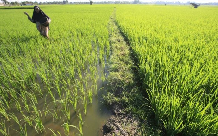 Ευρωβουλευτές ΠΑΣΟΚ: Η ΕΕ οφείλει να προστατεύσει τη δική της παραγωγή ρυζιού και τους αγρότες της