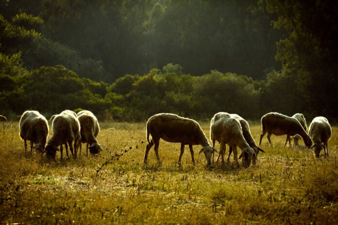 Έρχονται πληρωμές 1,7 δισ. στους αδιάφθορους αγρότες – Ποιες επιδοτήσεις θα καταβληθούν μέχρι το τέλος του 2025