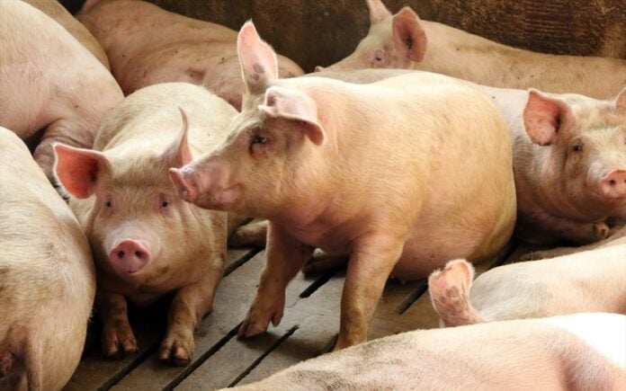 Ισπανία: Πλήγμα στις εξαγωγές  χοιρινού μετά την ανίχνευση πανώλης των χοίρων σε αγριόχοιρους