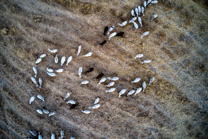 Λέσβος: Αναστολή φορολογικών και ασφαλιστικών υποχρεώσεων για πληγέντες από τον αφθώδη πυρετό