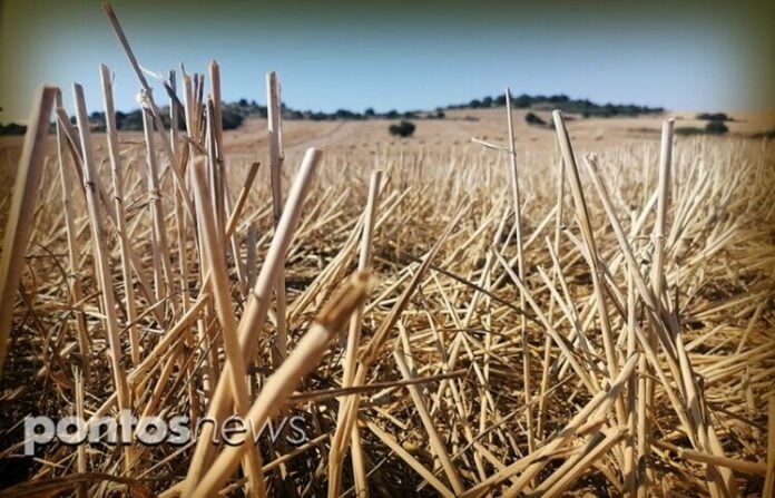 Πώς θα γίνει η πληρωμή αγροτεμαχίων έως 20 στρέμματα παρά τα ζητήματα ΚΑΕΚ – Διευκρινιστική εγκύκλιος