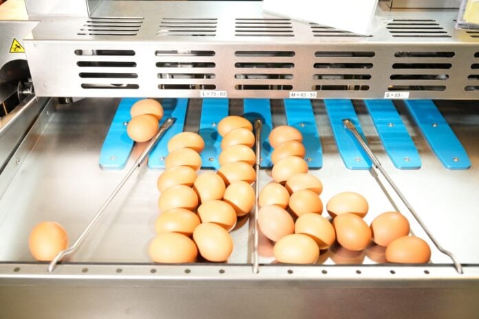 Γαλλία: Σε επίπεδα-ρεκόρ, η όρεξη των Γάλλων για τα αυγά  το 2025 – «Γκαζώνουν» οι παραγωγοί